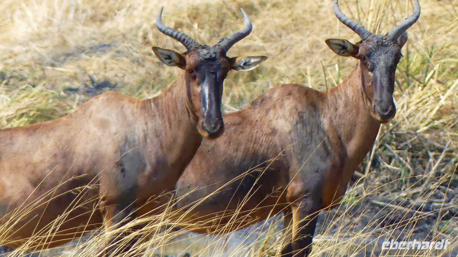 Namibia - Pirschfahrt im Bwabwata Nationalpark - Leierantilope