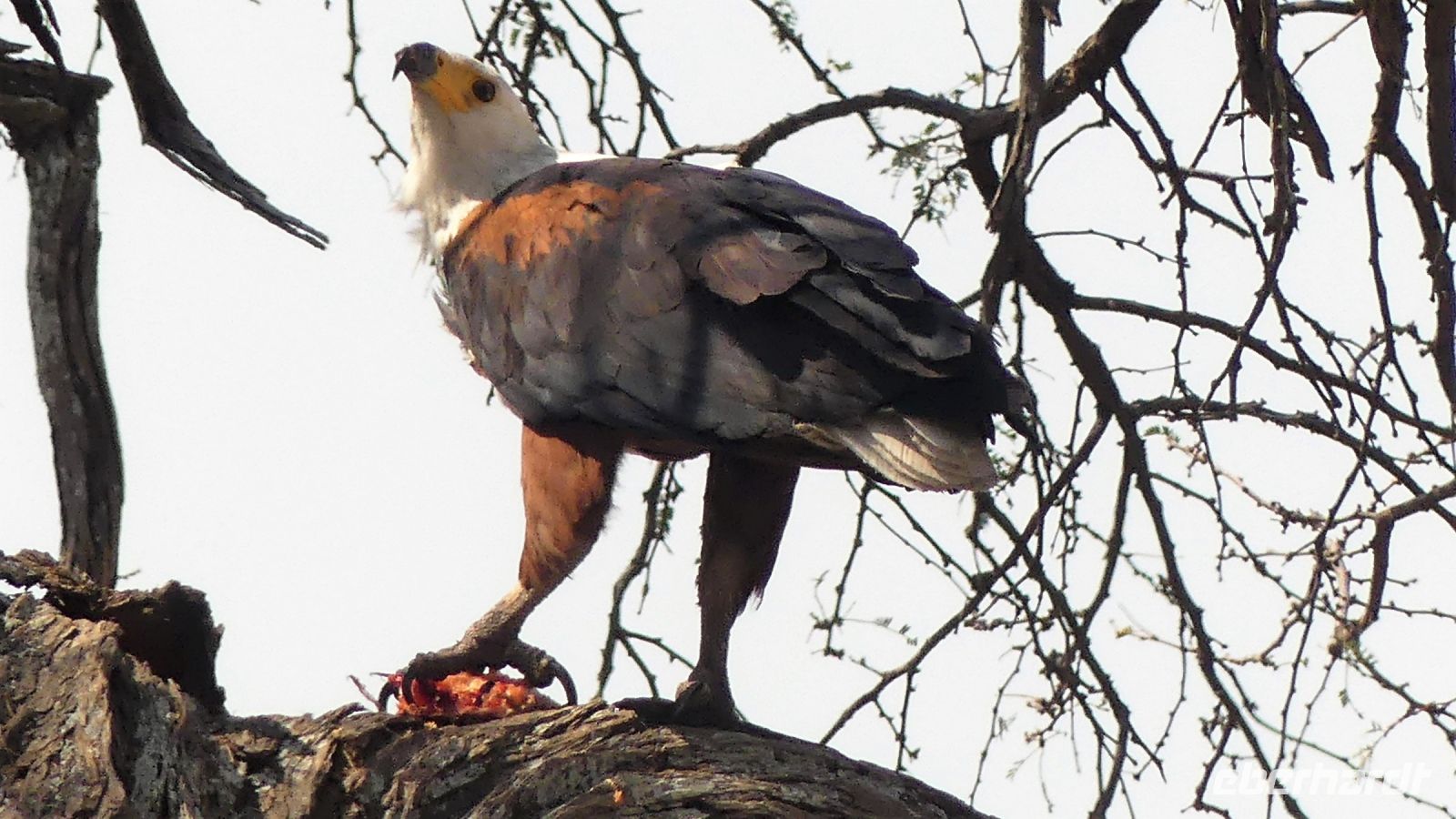 Namibia - Pirschfahrt im Bwabwata Nationalpark - Schreiseeadler mit Beute