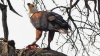 Namibia - Pirschfahrt im Bwabwata Nationalpark - Schreiseeadler mit Beute