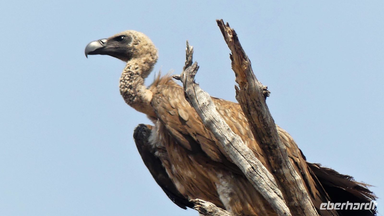 Namibia - Pirschfahrt im Bwabwata Nationalpark - Weißrückengeier