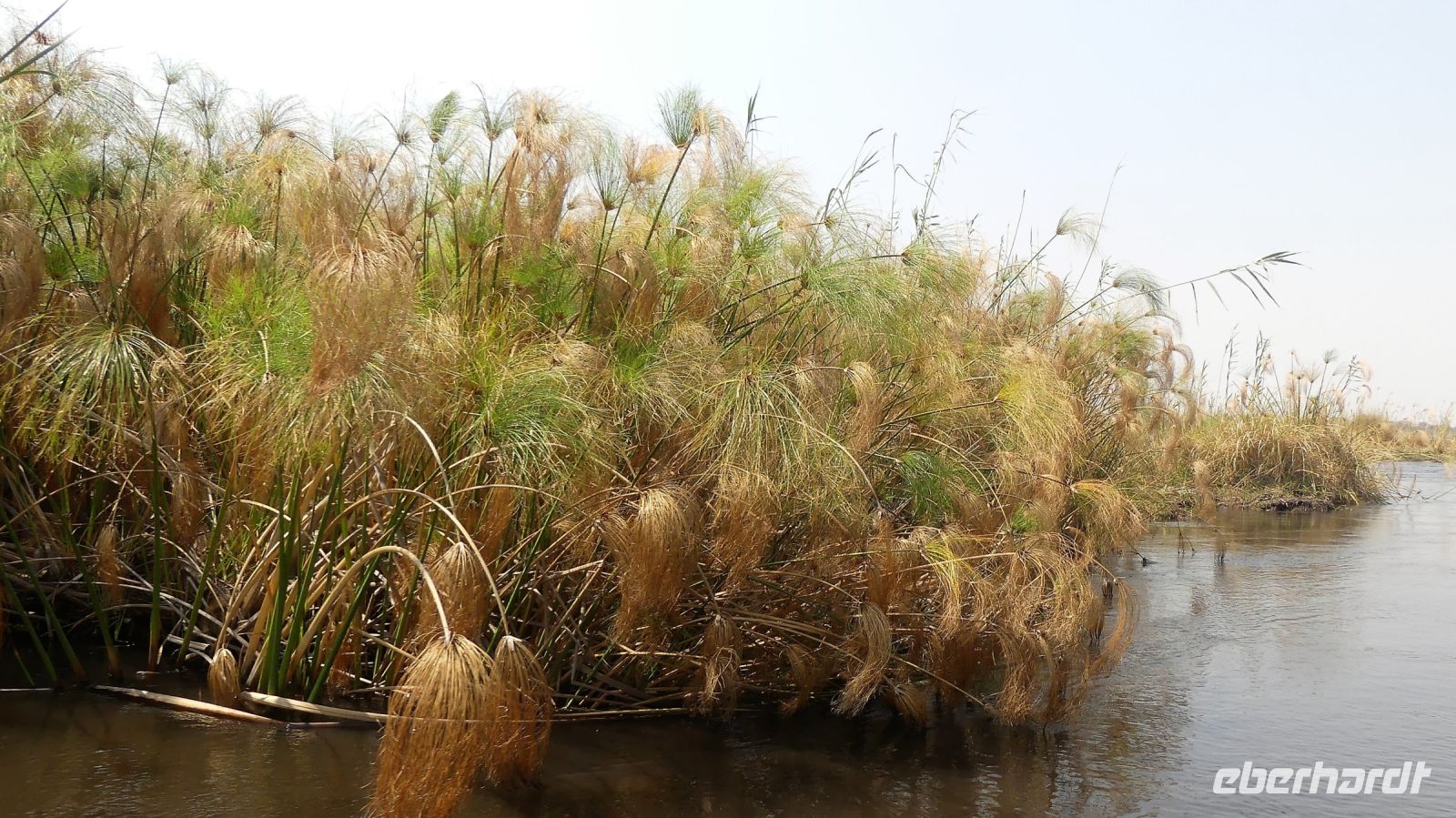 Namibia - Bootsfahrt auf dem Kwando - Papyrus