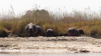 Namibia - Bootsfahrt auf dem Kwando - Hippos Paradise