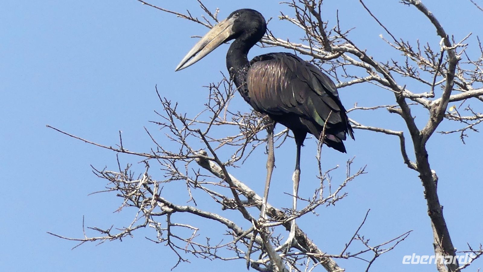 Namibia - Bootsfahrt auf dem Kwando - Klaffschnabel