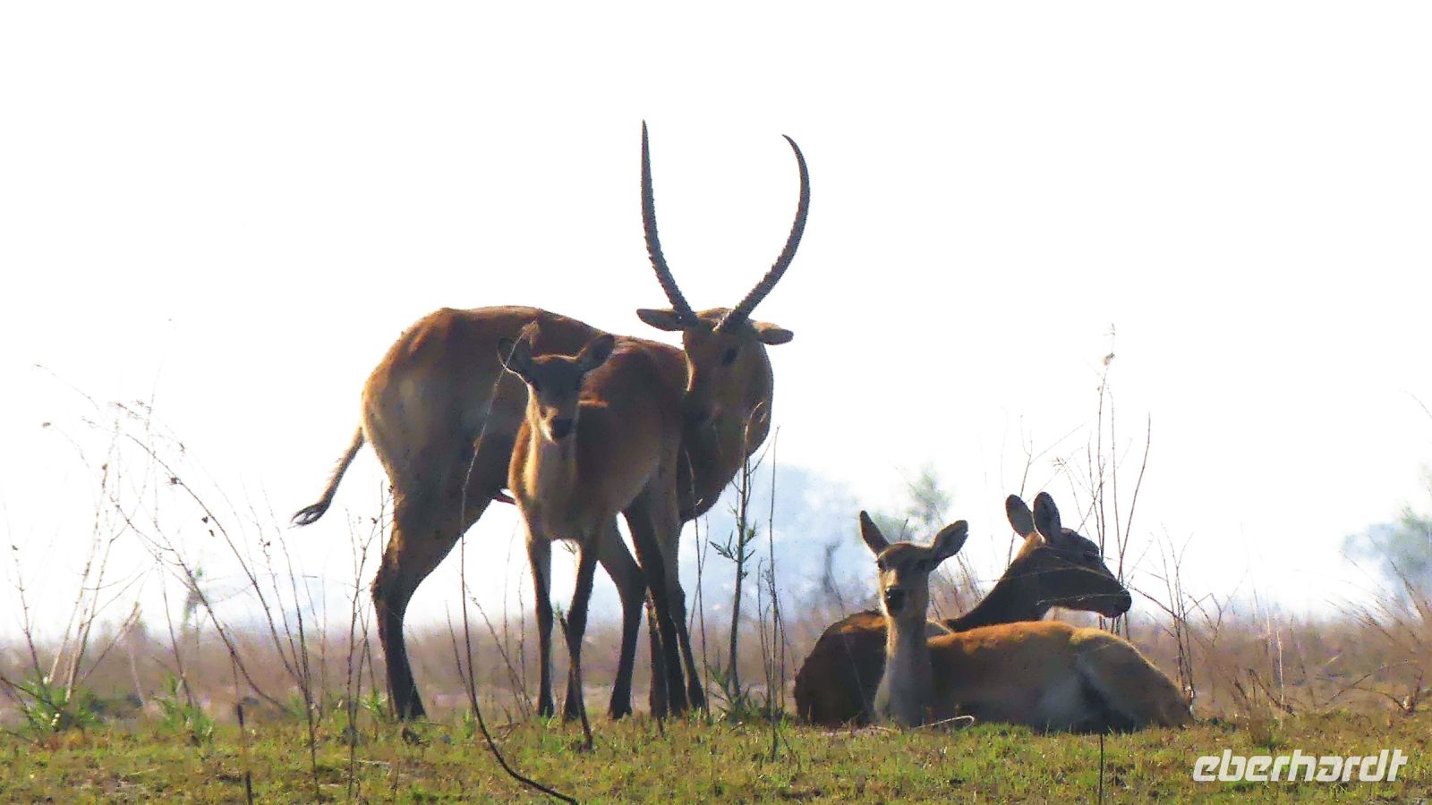 Namibia - Bootsfahrt auf dem Kwando - Letschwe Antilopen