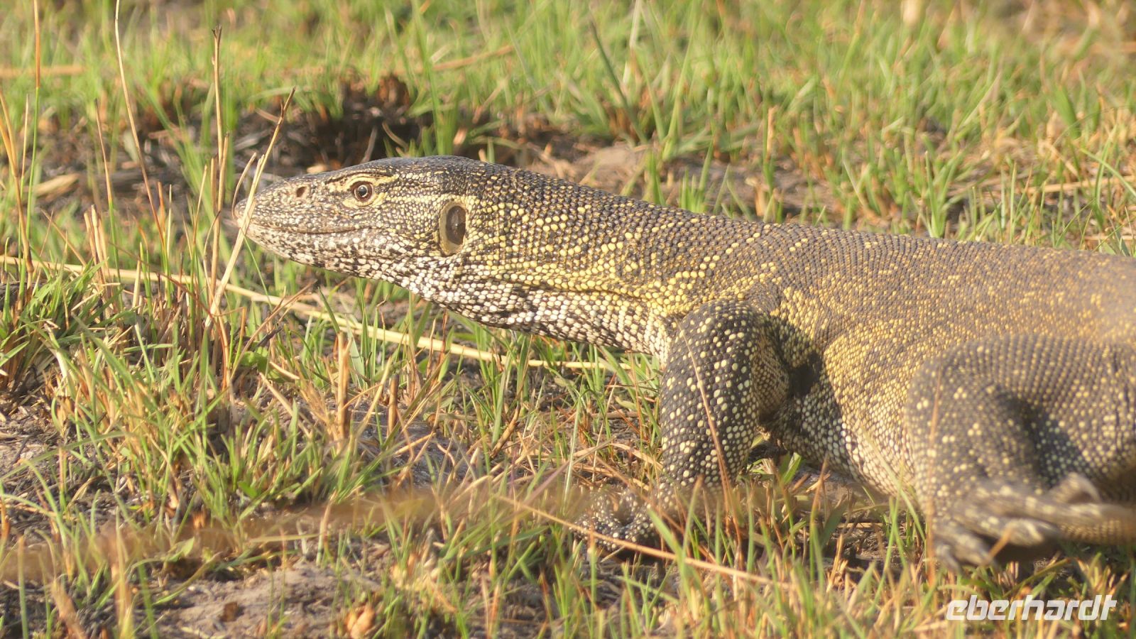 Namibia - Bootsfahrt auf dem Kwando - Wasserwaran