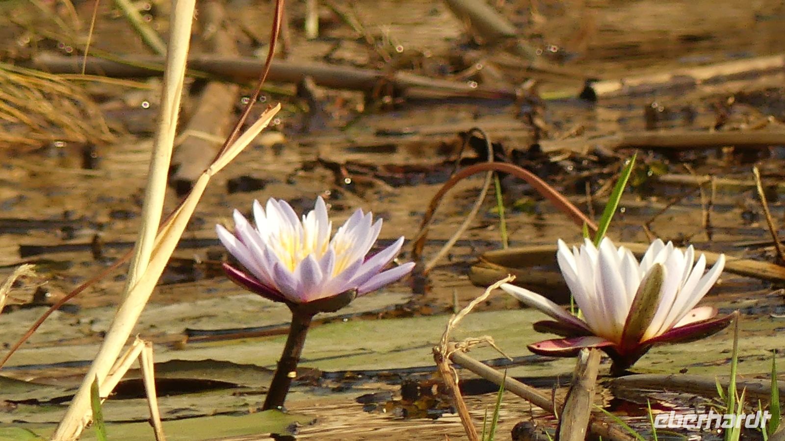Namibia - Bootsfahrt auf dem Kwando - Water Lilies