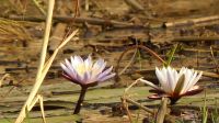 Namibia - Bootsfahrt auf dem Kwando - Water Lilies