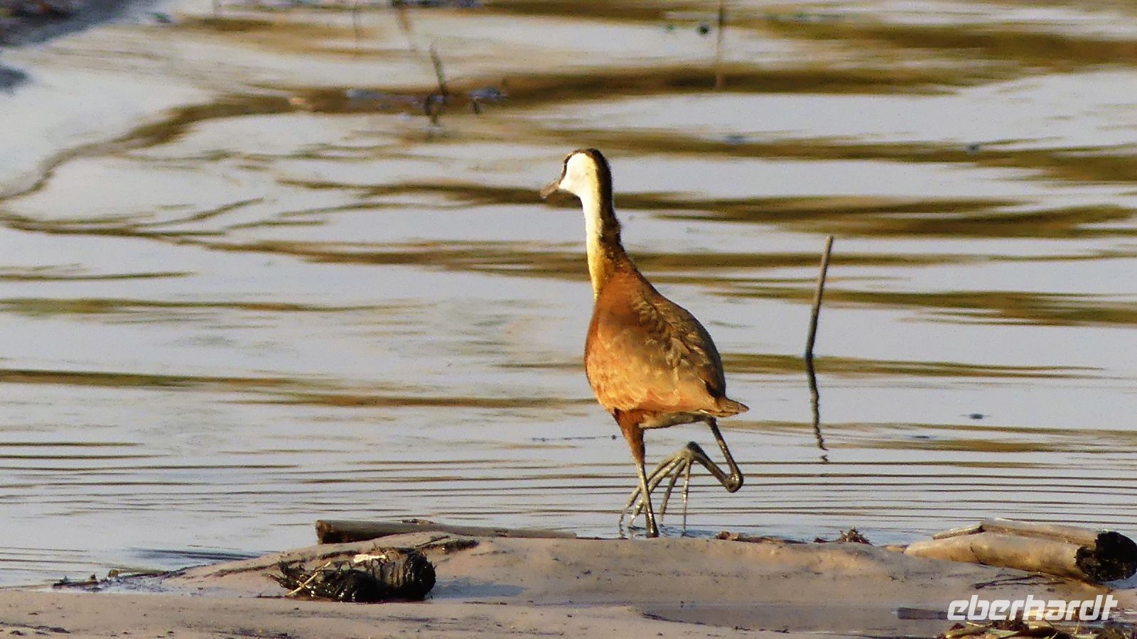 Namibia - Bootsfahrt auf dem Kwando - Zwerg-Blatthühnchen (Jacana)