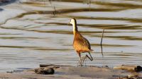 Namibia - Bootsfahrt auf dem Kwando - Zwerg-Blatthühnchen (Jacana)