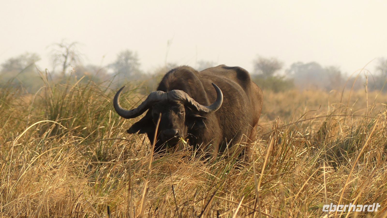 Namibia - Bootsfahrt auf dem Kwando - Buffalo