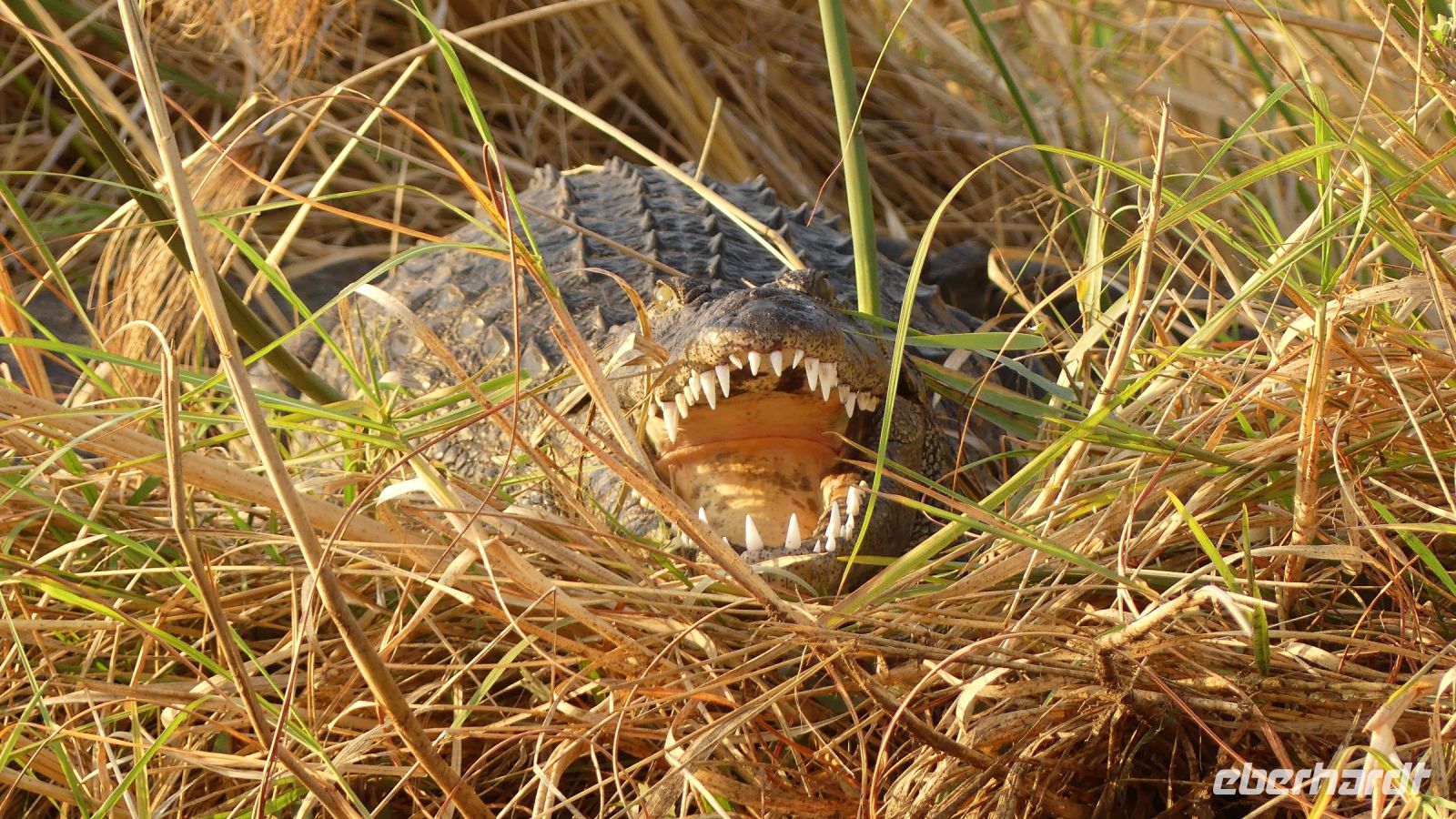 Namibia - Bootsfahrt auf dem Kwando - Krokodil