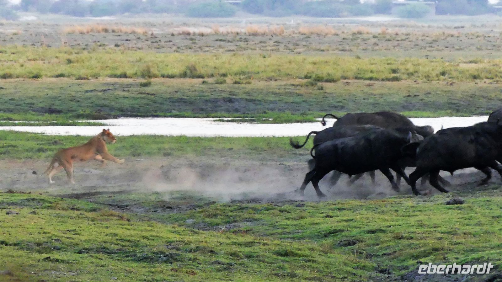 Botswana - Pirschfahrt im Chobe Nationalpark - Büffel vs. Löwen