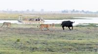 Botswana - Pirschfahrt im Chobe Nationalpark - Büffel vs. Löwen