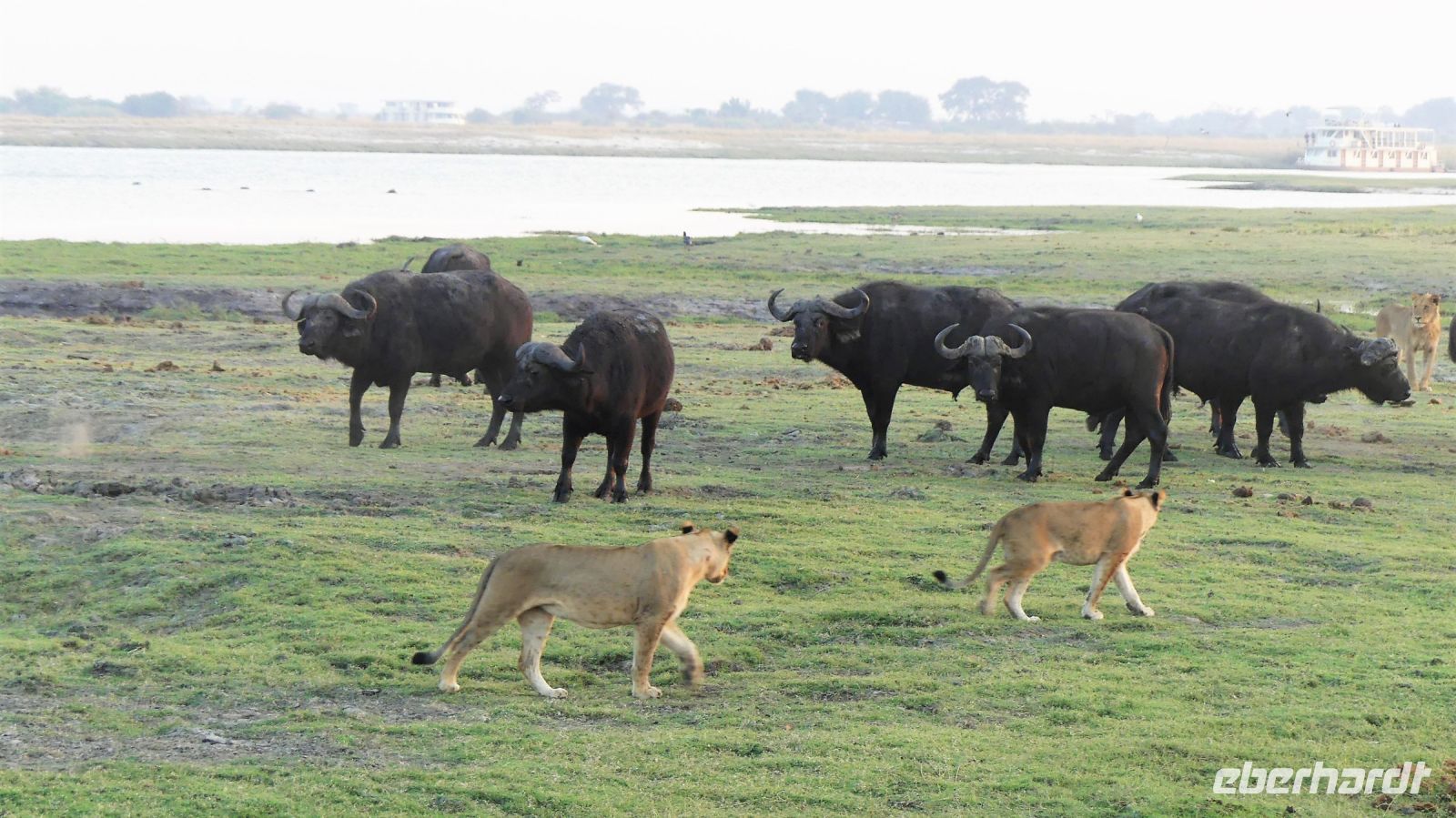 Botswana - Pirschfahrt im Chobe Nationalpark - Büffel vs. Löwen