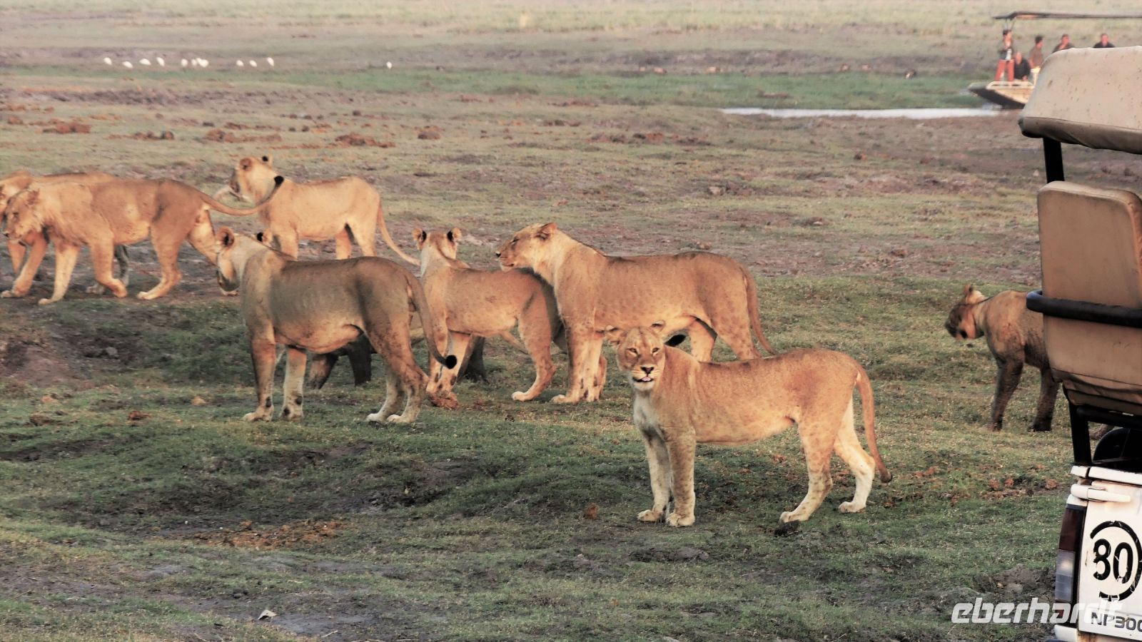 Botswana - Pirschfahrt im Chobe Nationalpark - umzingelt