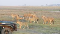 Botswana - Pirschfahrt im Chobe Nationalpark - neue Strategie