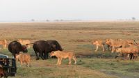 Botswana - Pirschfahrt im Chobe Nationalpark - Büffel vs. Löwen