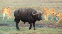 Botswana - Pirschfahrt im Chobe Nationalpark - Büffel vs. Löwen