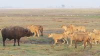 Botswana - Pirschfahrt im Chobe Nationalpark - Büffel vs. Löwen
