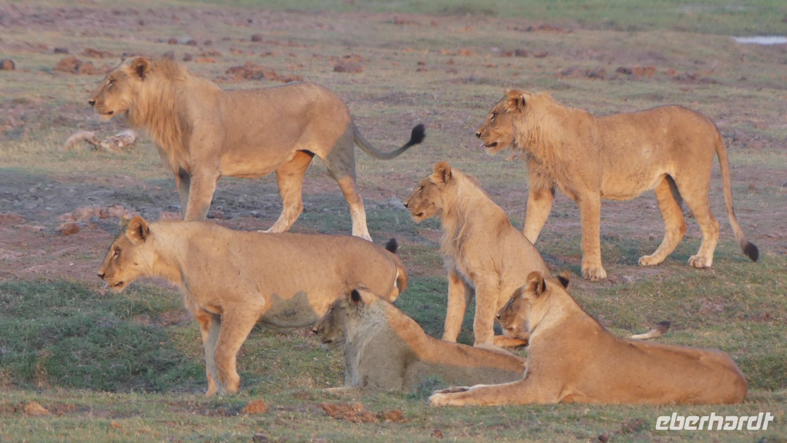 Botswana - Pirschfahrt im Chobe Nationalpark - Büffel vs. Löwen