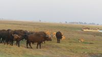 Botswana - Pirschfahrt im Chobe Nationalpark - Büffel vs. Löwen
