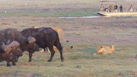 Botswana - Pirschfahrt im Chobe Nationalpark - Büffel vs. Löwen