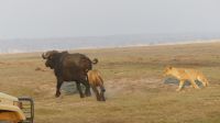 Botswana - Pirschfahrt im Chobe Nationalpark - Büffel vs. Löwen