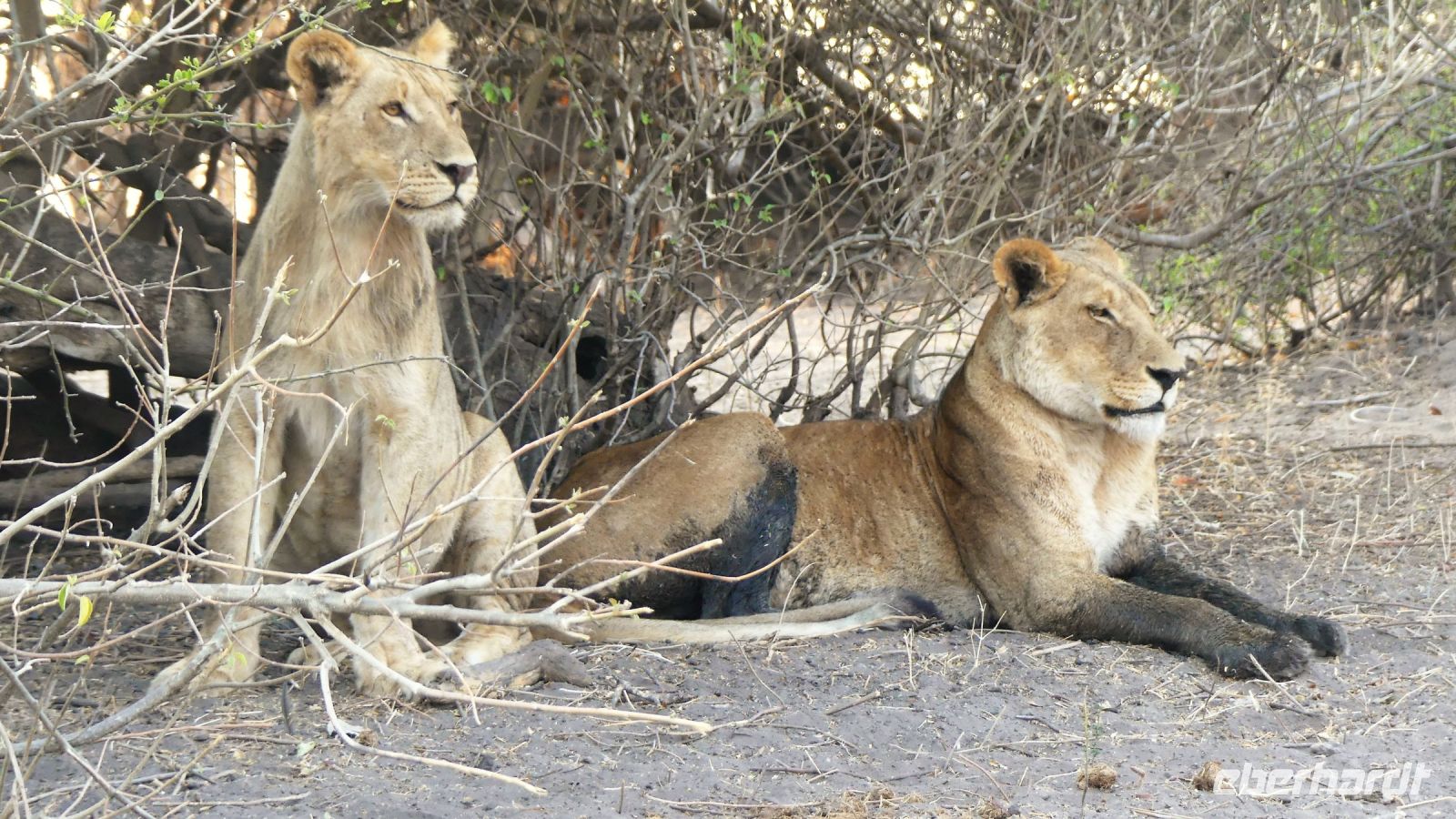 Botswana - Pirschfahrt im Chobe Nationalpark - Büffel vs. Löwen