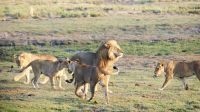 Botswana - Pirschfahrt im Chobe Nationalpark - Papa Löwe und seine Rasselbande
