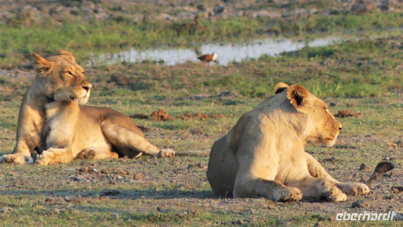 Botswana - Pirschfahrt im Chobe Nationalpark - erfolgloser Jagdversuch