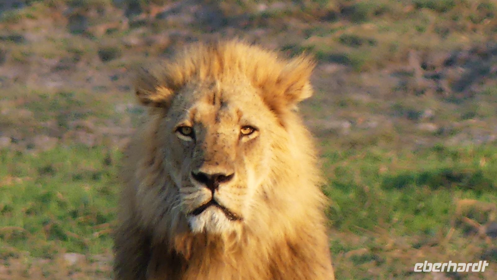 Botswana - Pirschfahrt im Chobe Nationalpark - Papa Löwe nicht erfreut