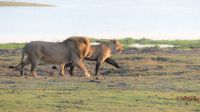 Botswana - Pirschfahrt im Chobe Nationalpark - Papa und Mama Löwe