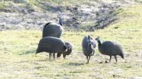 Botswana - Pirschfahrt im Chobe Nationalpark - Perlhühner