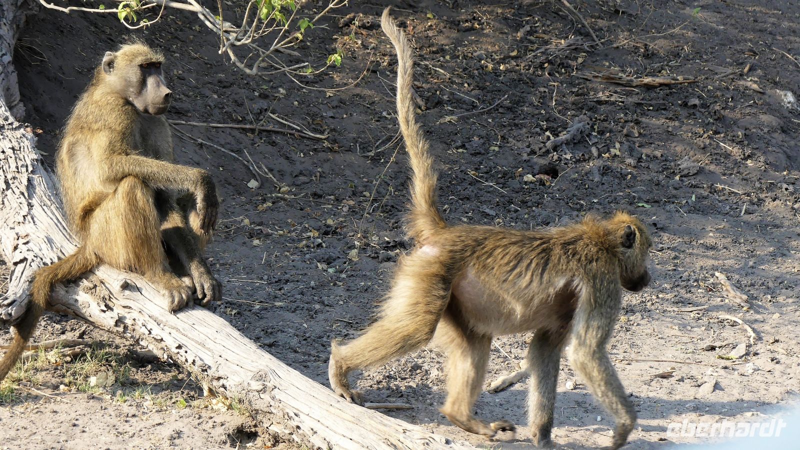 Botswana - Pirschfahrt im Chobe Nationalpark - Qualitätskontrolle bei Familie Pavian