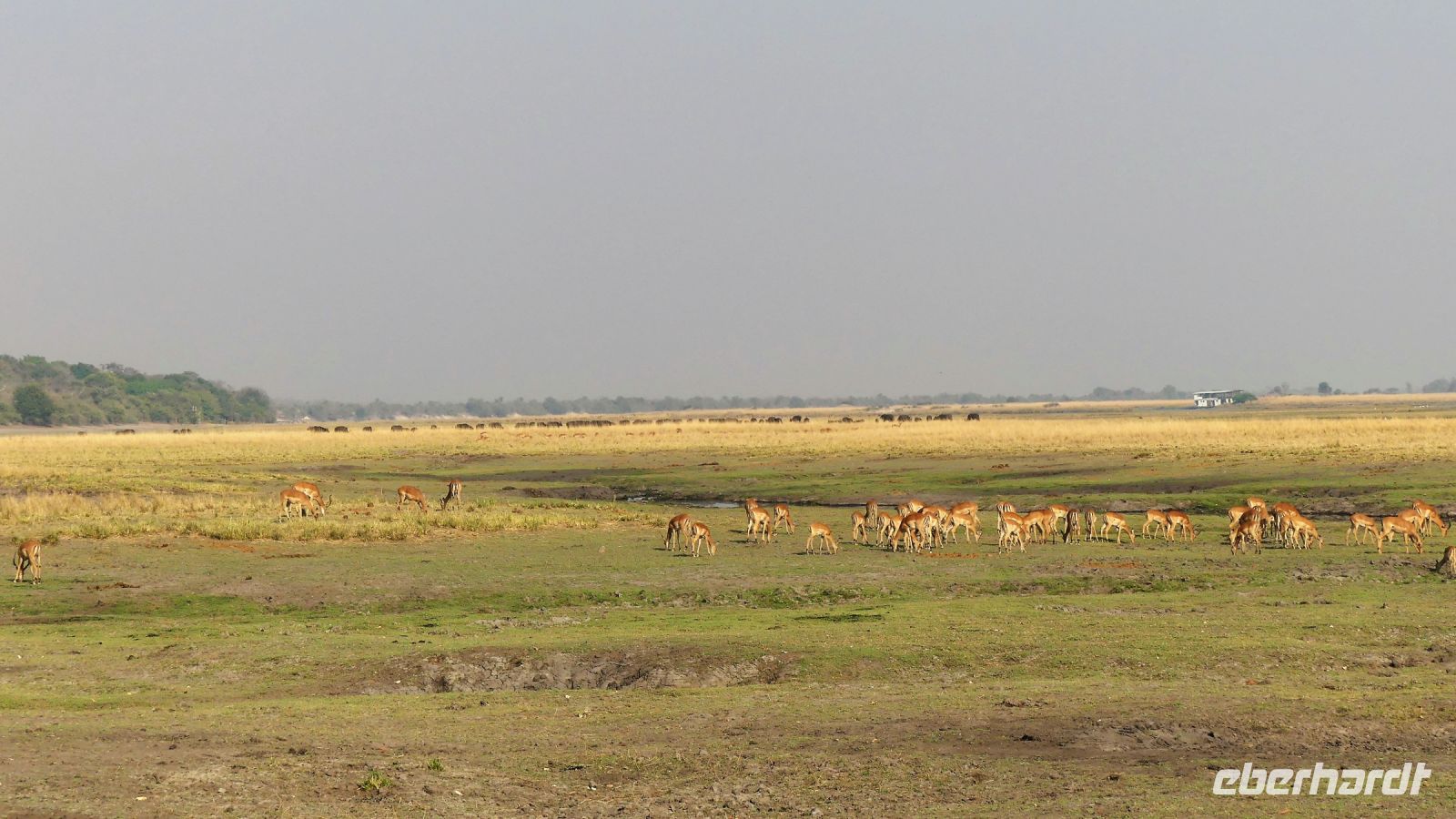Botswana - Pirschfahrt im Chobe Nationalpark