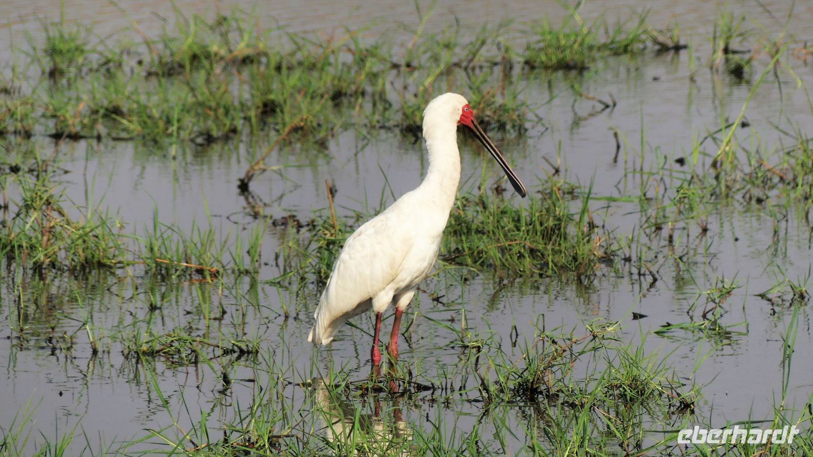 Botswana - Pirschfahrt im Chobe Nationalpark - Löffler