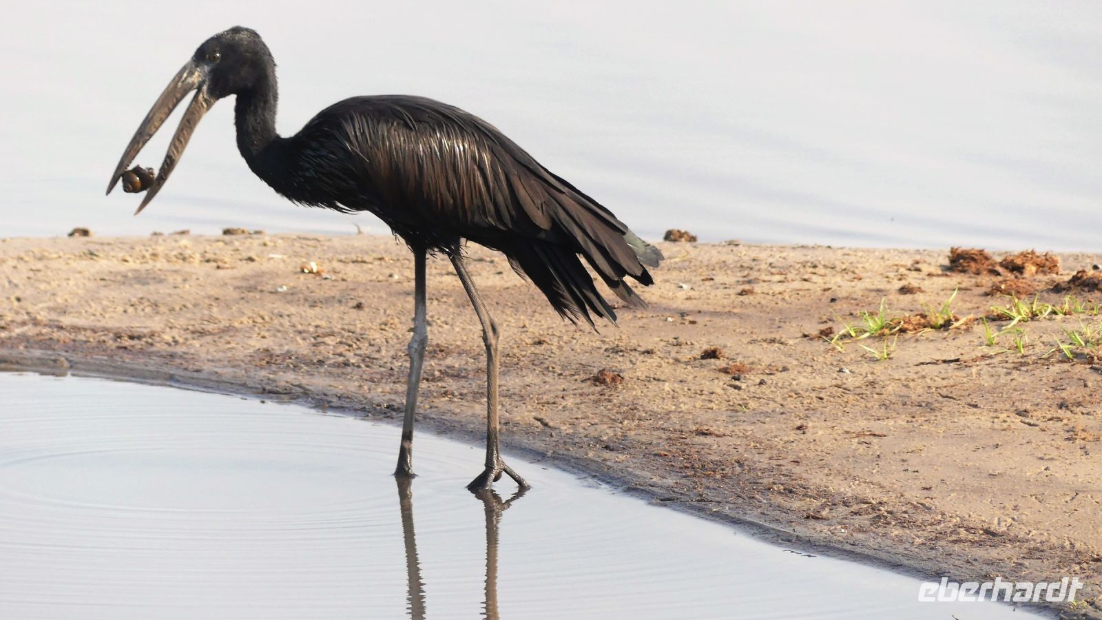 Botswana - Pirschfahrt im Chobe Nationalpark - Klaffschnabel beim Frühstück
