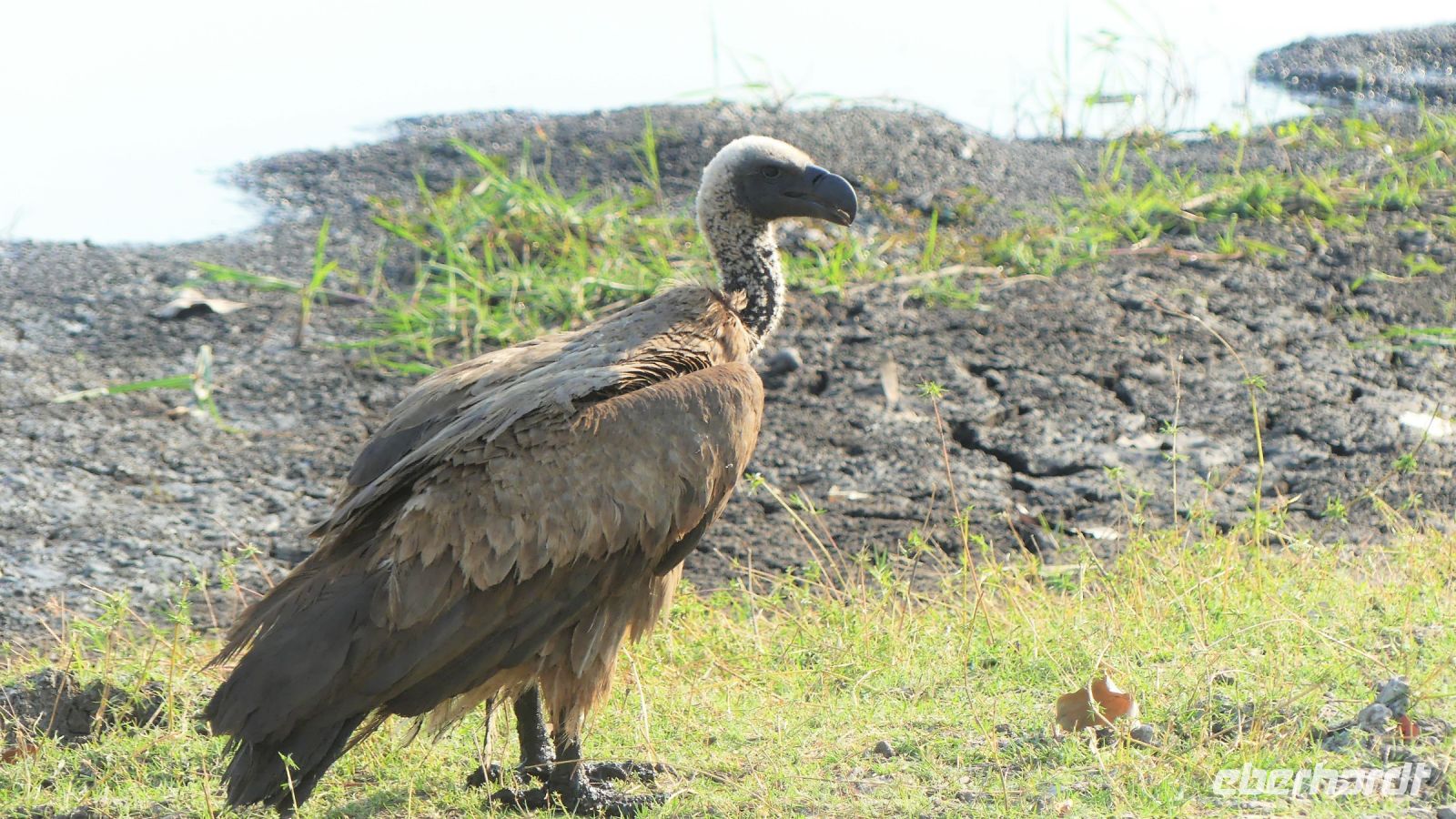 Botswana - Pirschfahrt im Chobe Nationalpark - Weißrückengeier