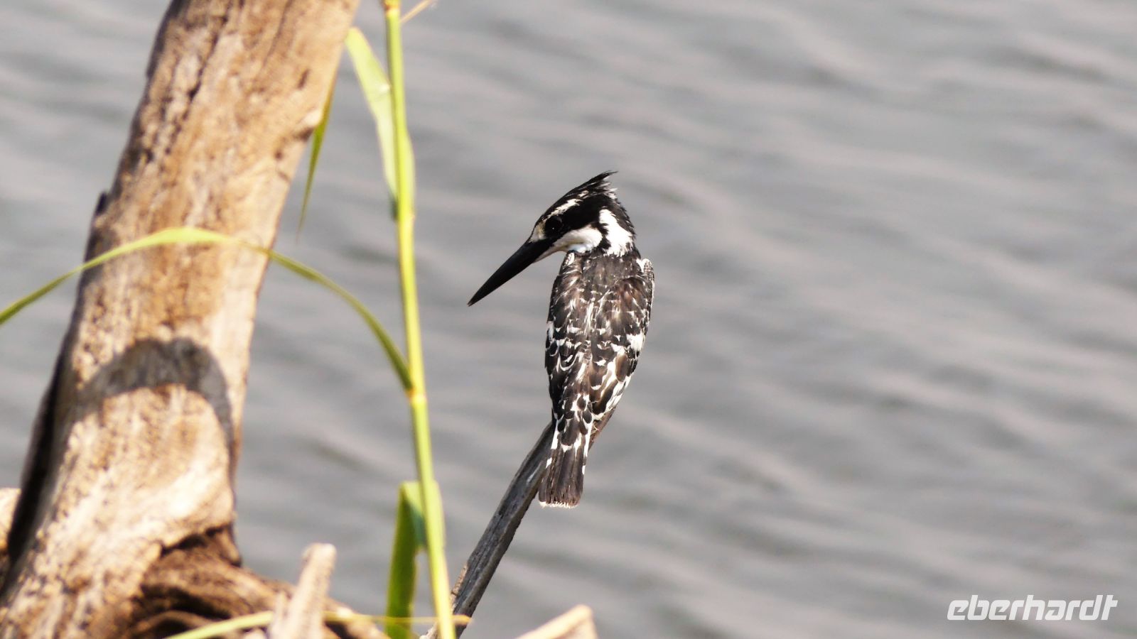 Botswana - am Chobe entdeckt - Grau Eisvogel (Grayfisher)