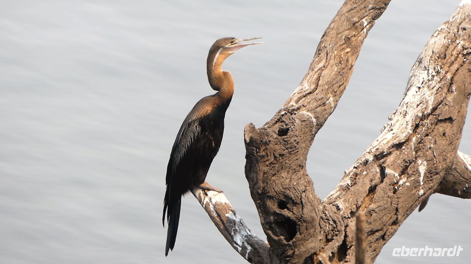 Botswana - am Chobe entdeckt - Schlangenhalsvogel