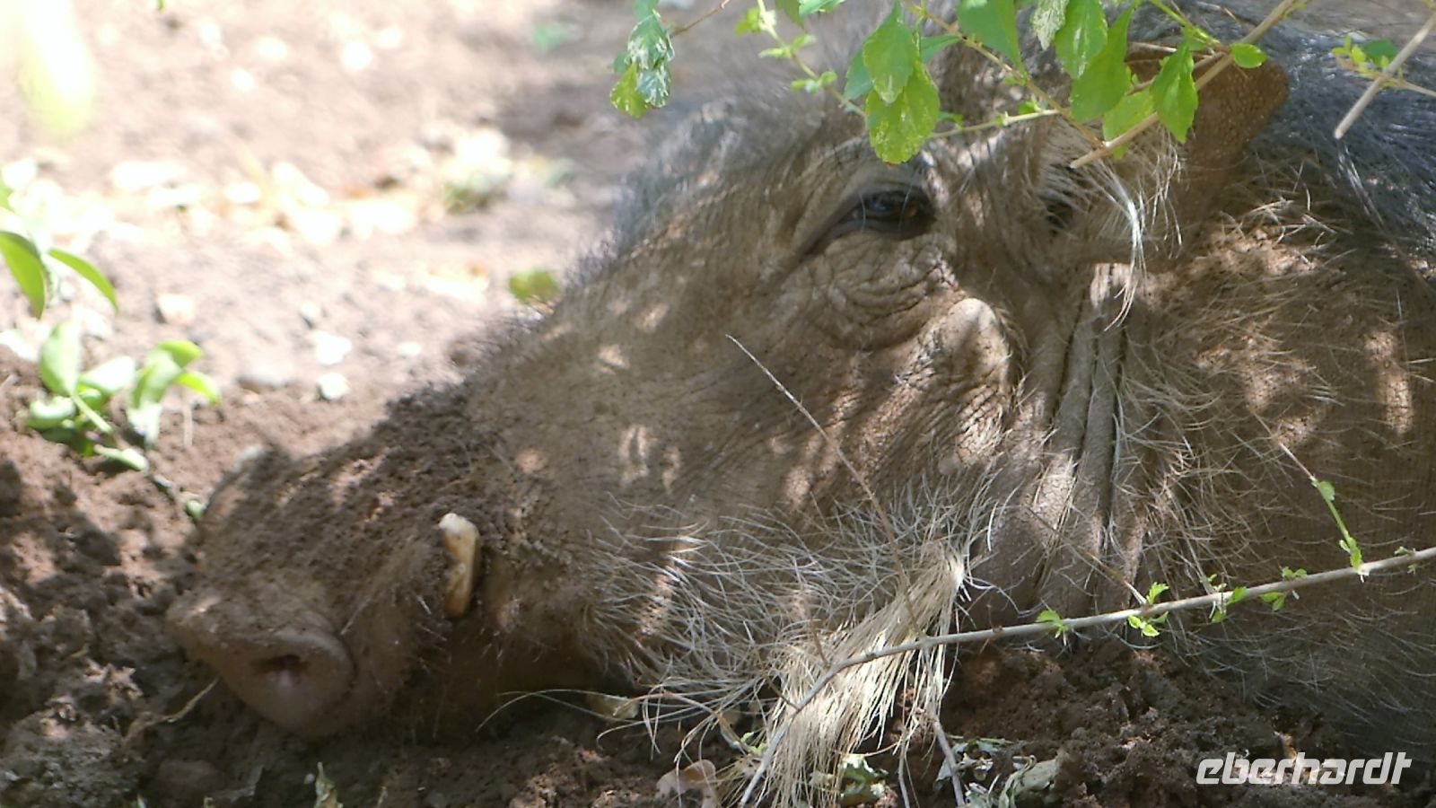Botswana - Chobe Safari Lodge - Pumba bei der Siesta