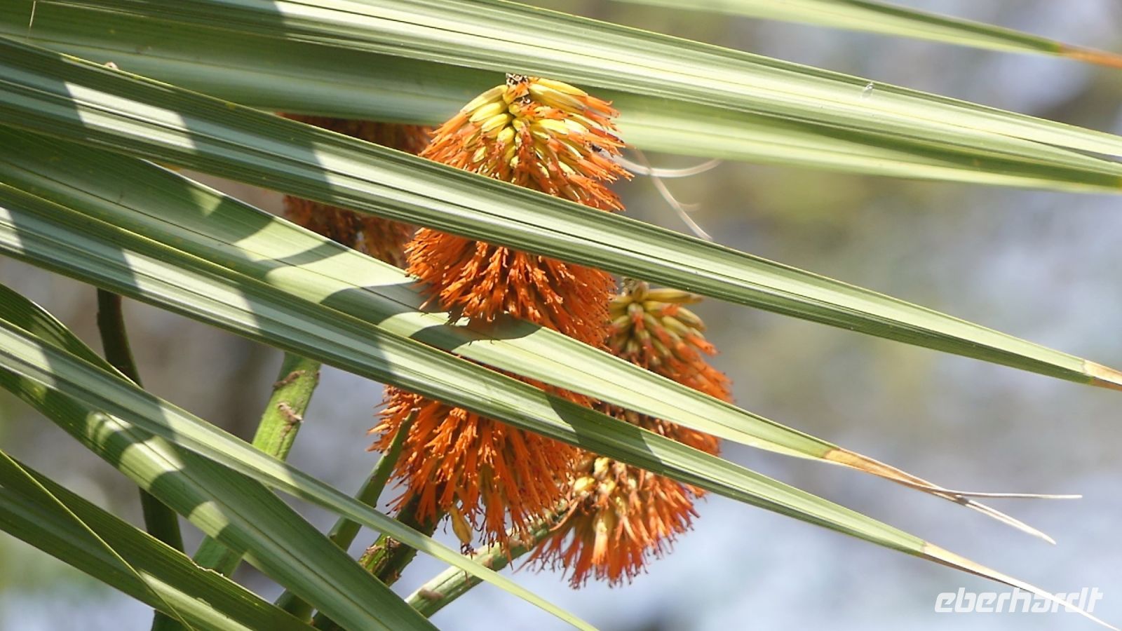 Botswana - am Chobe entdeckt
