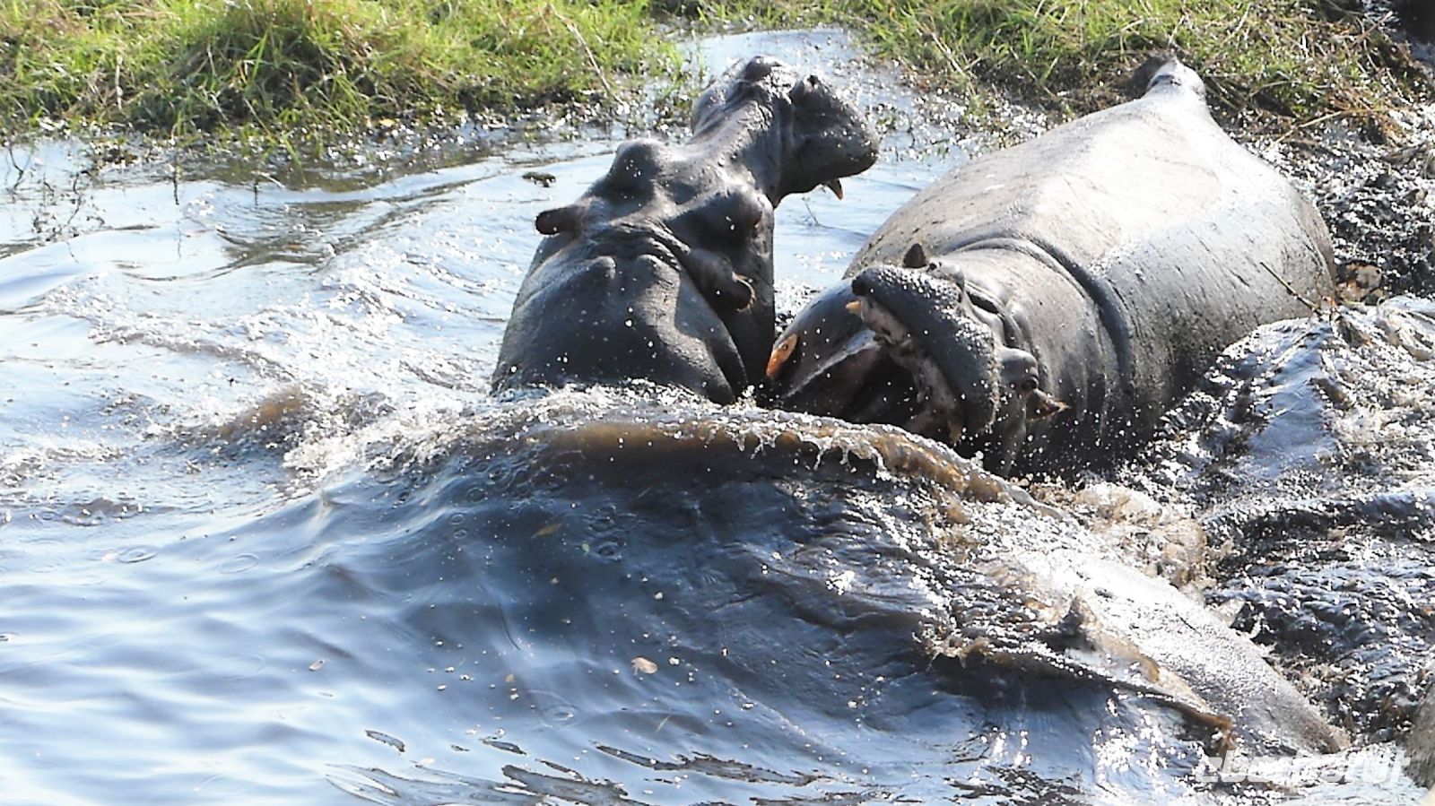 Botswana - Bootsfahrt auf dem Chobe
