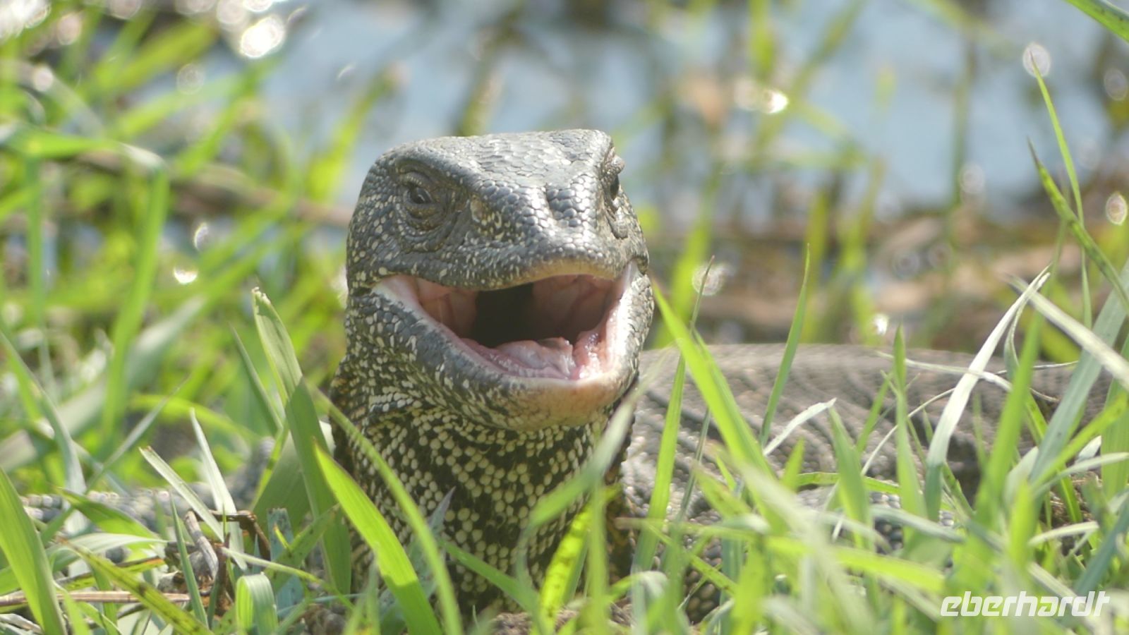 Botswana - Bootsfahrt auf dem Chobe - freundlicher Waran