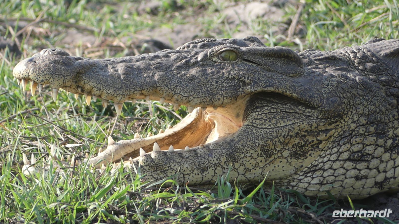 Botswana - Bootsfahrt auf dem Chobe - Krokodil