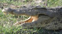 Botswana - Bootsfahrt auf dem Chobe - Krokodil