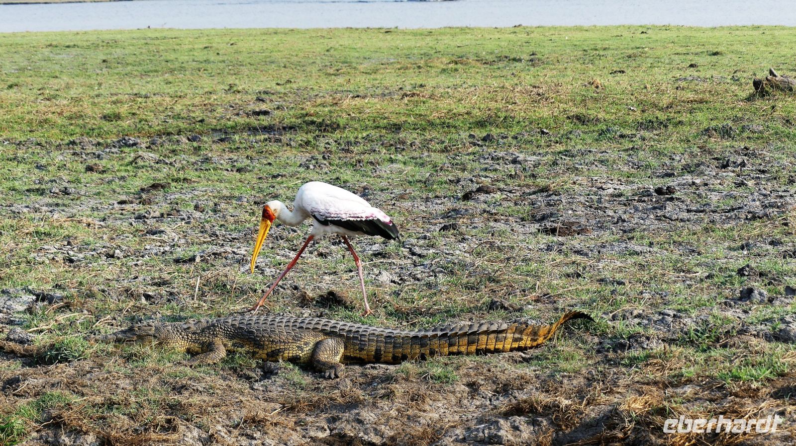 Botswana - Bootsfahrt auf dem Chobe - Nimmersatt und Krokodil