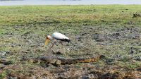Botswana - Bootsfahrt auf dem Chobe - Nimmersatt und Krokodil
