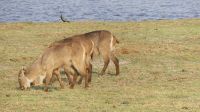 Botswana - Bootsfahrt auf dem Chobe - Wasserbock