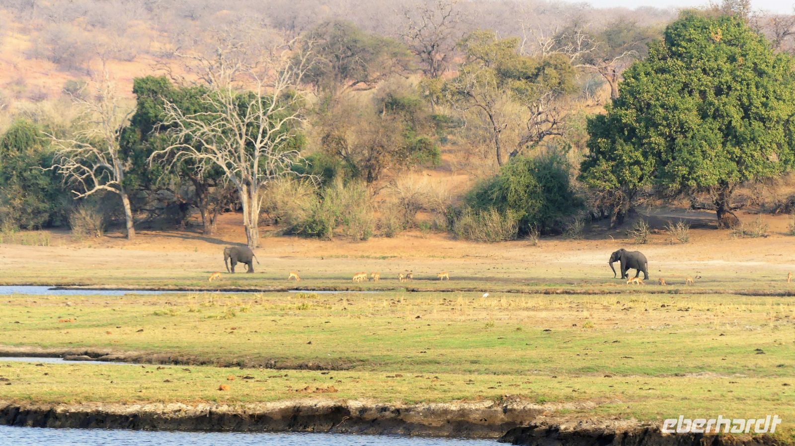 Botswana - Bootsfahrt auf dem Chobe - Elefanten in Sicht